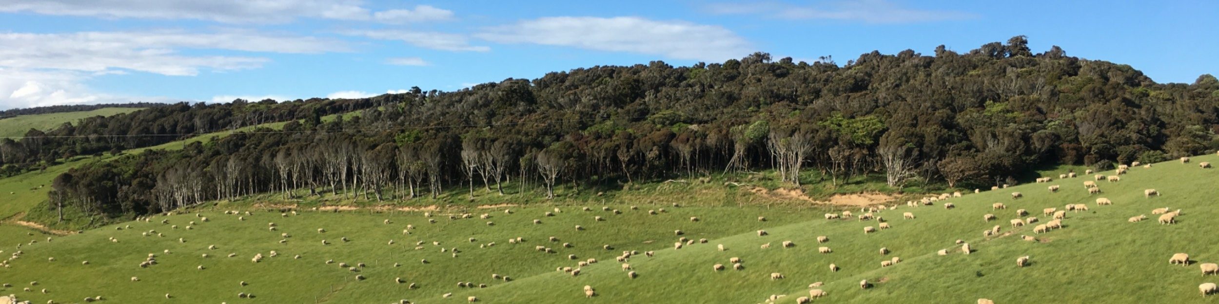 Eine weitere Reise nach Aotearoa